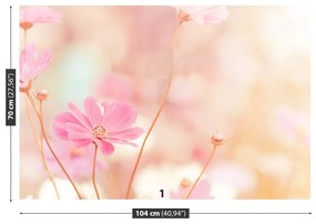 Fototapeta Vliesová Ružové kvety kozmu 152x104 cm