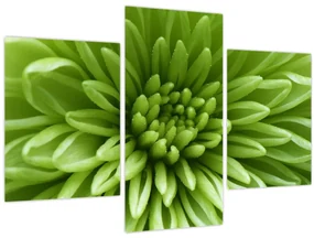 Obraz - Makro snímka rastliny (90x60 cm)