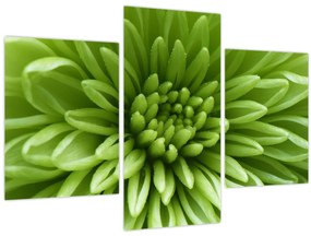 Obraz - Makro snímka rastliny (90x60 cm)