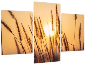 Obraz - Traviny na slnku (90x60 cm)