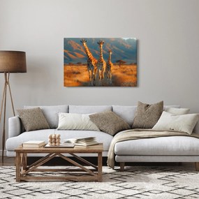 Obraz - Žirafy na pastvine (90x60 cm)