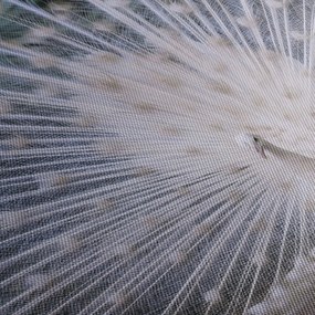 Obraz - Biely páv (120x50 cm)