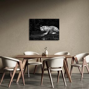Obraz - Tiger albín, čiernobiely (70x50 cm)