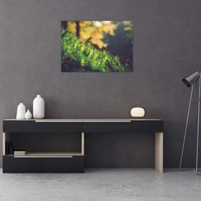 Sklenený obraz machu s hubou (70x50 cm)
