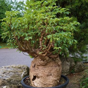 Semienka bonsaje - Africký baobab - 5 ks