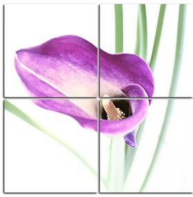 Obraz na plátne - Kvet ľalie - štvorec 379D (100x100 cm)