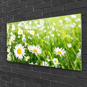 Obraz na skle Sedmokráska kvet rastlina 120x60 cm