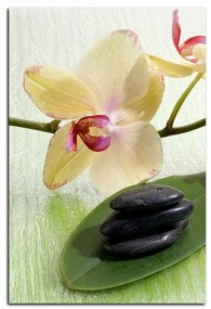 Obraz na plátne - Kvety orchidei - obdĺžnik 762A (90x60 cm  )