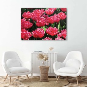 Obraz na plátně Růžové tulipány Květiny - 120x80 cm