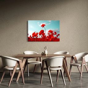 Obraz poľa s jasne červenými kvetmi (90x60 cm)