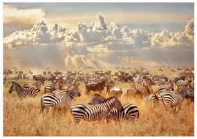 Samolepiaca fototapeta Zebra Land