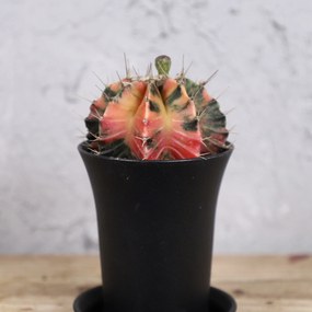 Gymnocalycium variegata