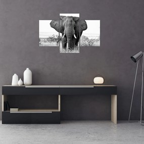 Obraz - Slon africký II. (90x60 cm)