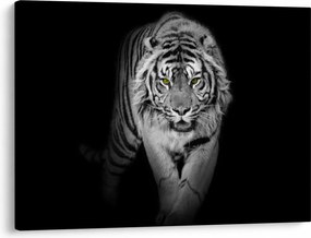 Obraz - Tiger so žltými očami (70x50 cm)