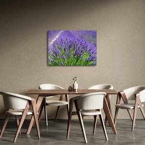 Obraz - levanduľa (70x50 cm)
