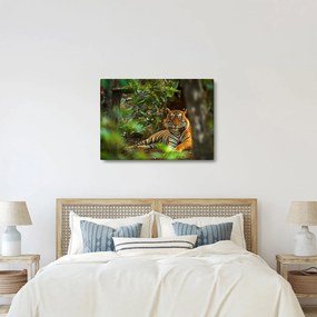 Obraz odpočívajúceho tigra (70x50 cm)