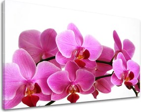 Obraz na stenu KVETY XOBKV133E11 - 30x40 cm