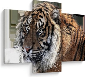 Obraz tigra (90x60 cm)