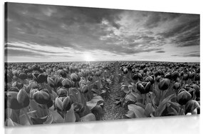 Obraz východ slnka nad lúkou s tulipánmi v čiernobielom prevedení - 120x80