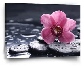 Sablio Obraz Orchidea - 60x40 cm