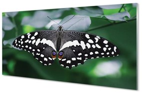 Sklenený obraz Farebný motýľ lístia 125x50 cm
