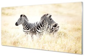 Sklenený obraz zebra box 100x50 cm