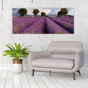 Obraz - Levanduľové pole a hory (120x50 cm)