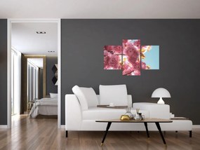 Obraz - Čerešňový kvet (90x60 cm)