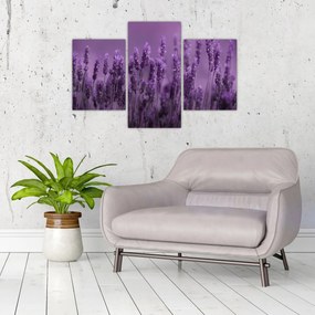Obraz - Levanduľa (90x60 cm)