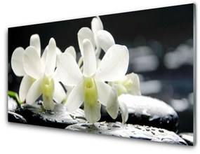 Sklenený obklad Do kuchyne Kamene kvety orchidea 125x50 cm