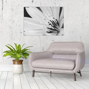 Obraz - Čiernobiely kvet (70x50 cm)