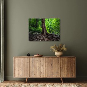 Sklenený obraz - Starý strom s koreňmi (70x50 cm)