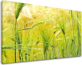 Obraz na stenu RASTLINY RA003E11