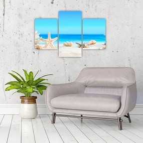 Obraz - Zátišie s mušľami (90x60 cm)