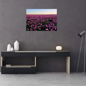 Sklenený obraz - Lúka fialových tulipánov (70x50 cm)