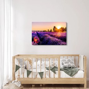 Obraz levanduľového poľa (90x60 cm)
