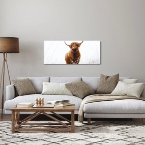 Obraz - Škótska krava (120x50 cm)