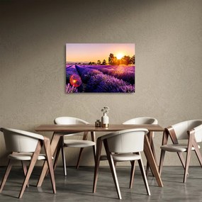 Sklenený obraz levanduľového poľa (70x50 cm)