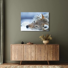 Obraz - Vlk (90x60 cm)