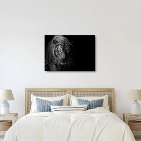 Obraz divokého tigra (70x50 cm)
