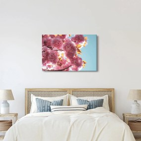 Obraz - Čerešňový kvet (90x60 cm)
