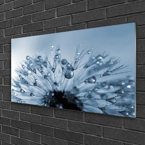 Skleneny obraz Púpava kvet kvapky 140x70 cm