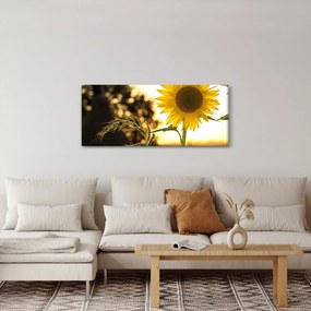 Obraz slnečnice (120x50 cm)