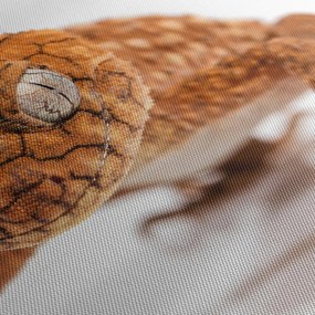 Obraz jašterice (150x105 cm)