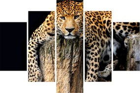 Obraz - Gepard (150x105 cm)