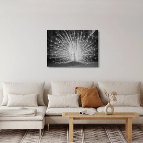 Sklenený obraz - Biely páv (70x50 cm)