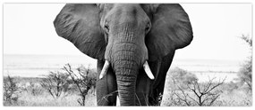Obraz - Slon africký II. (120x50 cm)