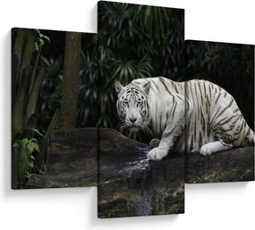 Obraz - Tiger albín (90x60 cm)