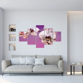 Moderné obrazy - orchidea