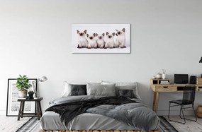Sklenený obraz malé mačky 125x50 cm